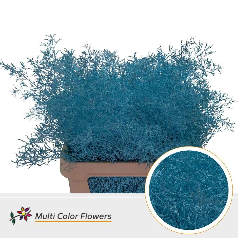 Срезанные цветы оптом Limonium paint ice blue от 25шт из Голландии с доставкой по России