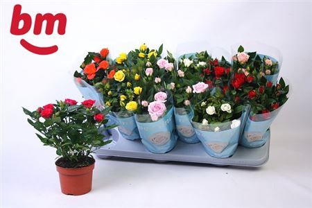 Горшечные цветы и растения оптом Rosa Beau Monde Mix от 12шт из Голландии с доставкой по России