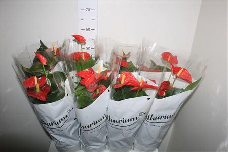 Горшечные цветы и растения оптом Anthu An Madural Red 6+ от 8шт из Голландии с доставкой по России