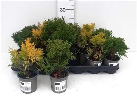 Горшечные цветы и растения оптом Thuja Occidentalis Mix от 18шт из Голландии с доставкой по России