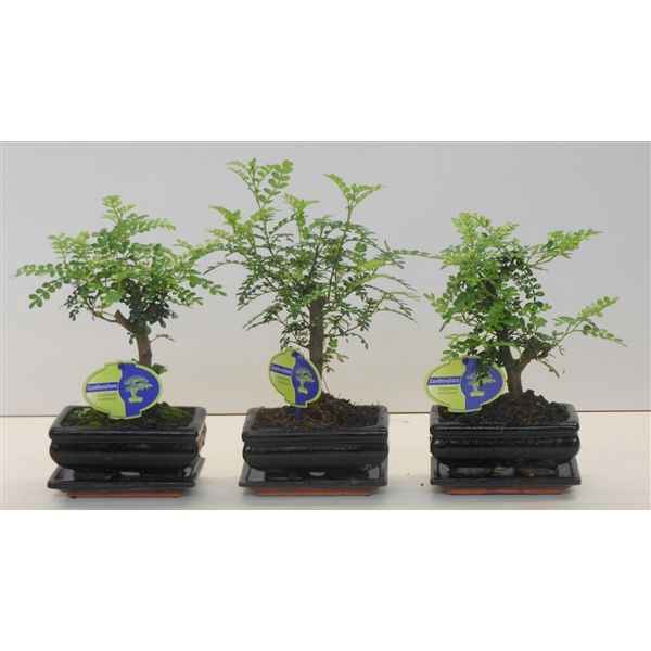 Горшечные цветы и растения оптом Bonsai Zanthoxylum Piperitum, 15cm., Broom, With D от 10шт из Голландии с доставкой по России