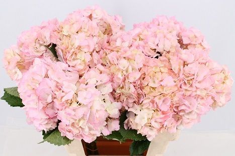 Срезанные цветы оптом Hydrangea paint pink light от 10шт из Голландии с доставкой по России