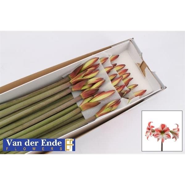 Срезанные цветы оптом Hippeastrum mini starmaker от 25шт из Голландии с доставкой по России Срезанные цветы оптом Hippeastrum mini starmaker от 25шт из Голландии с доставкой по России