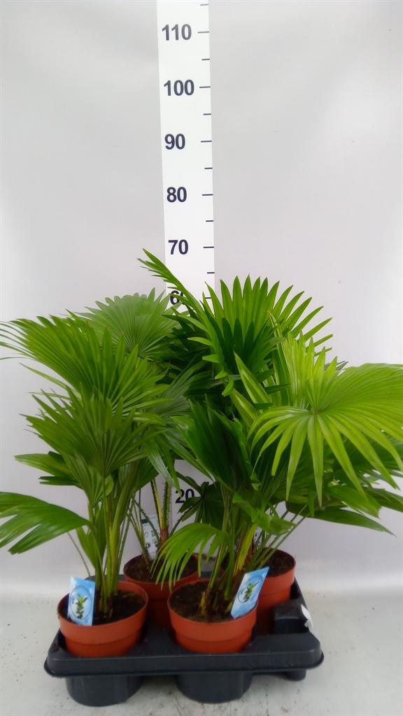 Горшечные цветы и растения оптом Livistona Rotundifolia от 4шт из Голландии с доставкой по России