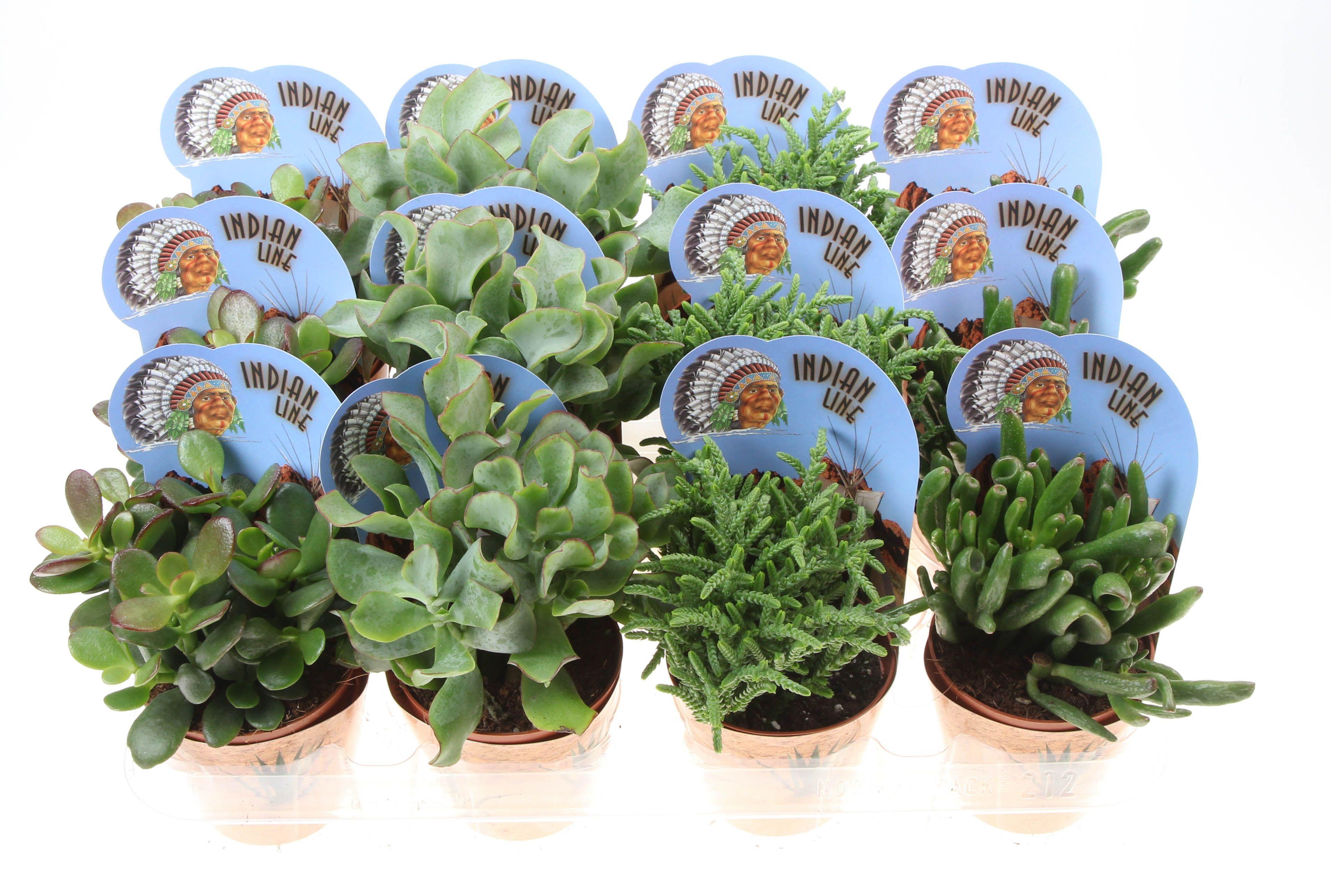 Горшечные цветы и растения оптом Crassula Mix Potcover Indian Line от 12шт (для телеги) из Голландии с доставкой по России