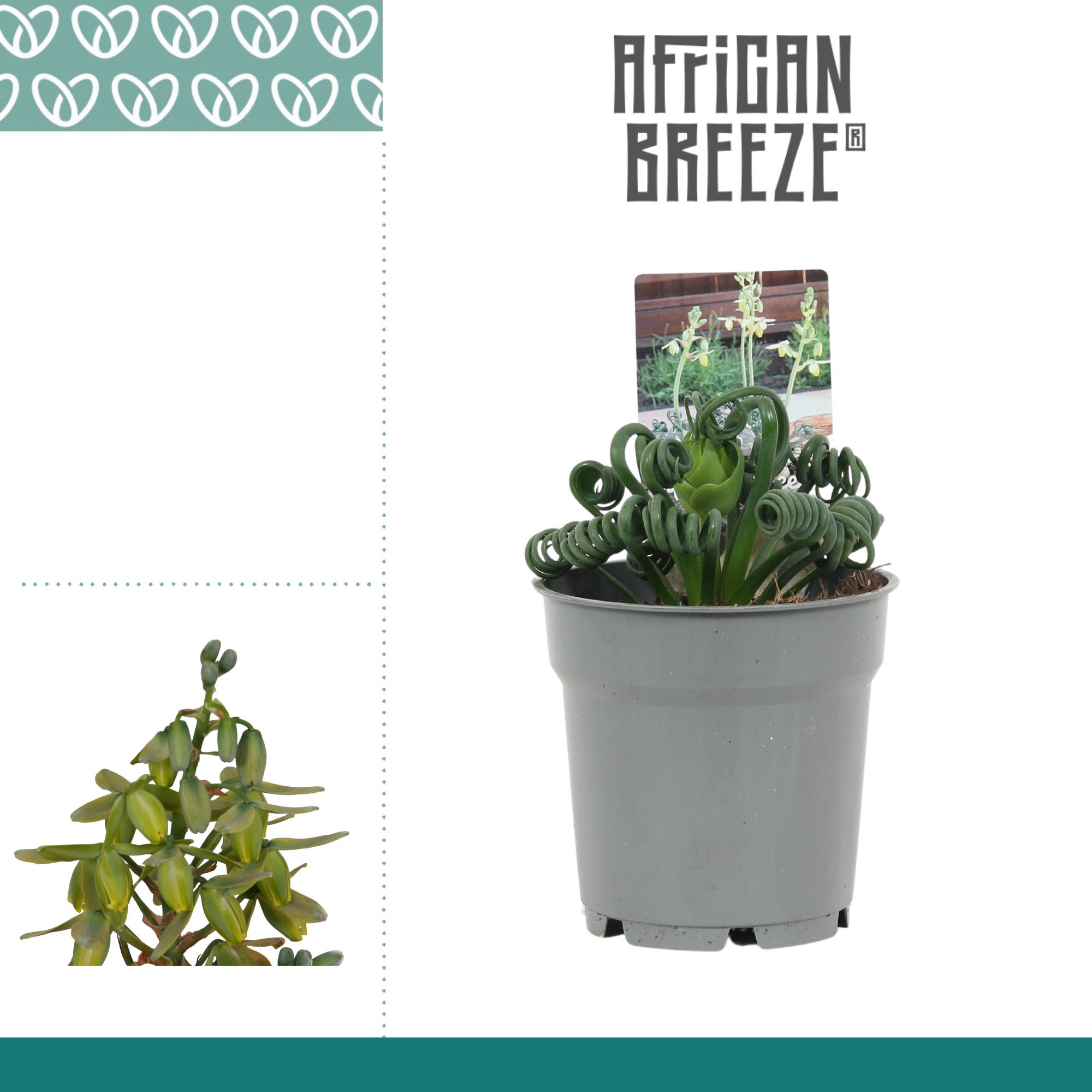 Горшечные цветы и растения оптом Albuca  Friz Sizzle от 6шт из Голландии с доставкой по России