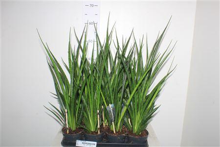 Горшечные цветы и растения оптом Sansev Kirki Friends от 11шт из Голландии с доставкой по России