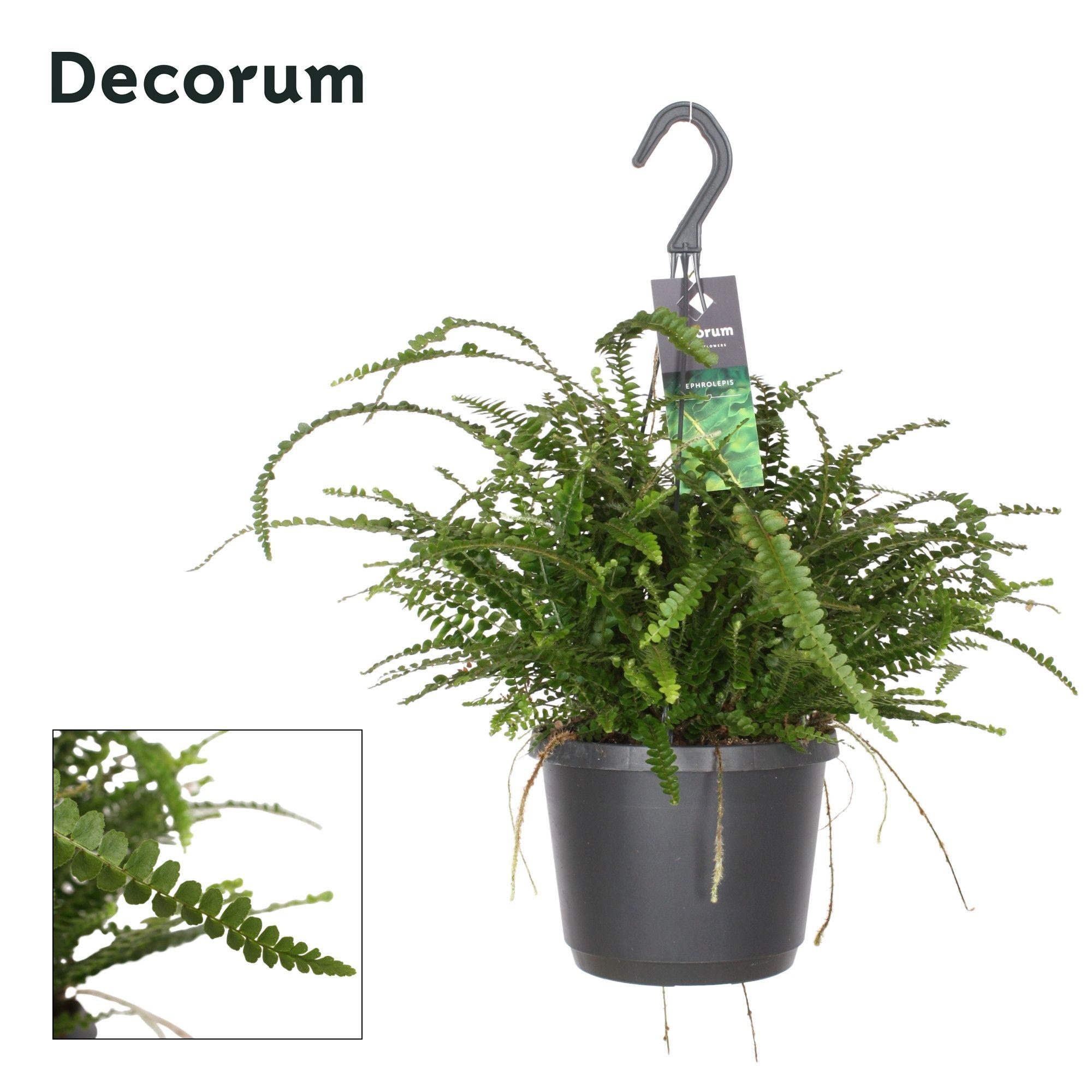 Горшечные цветы и растения оптом Nephrolepis Duffi Hanging от 6шт из Голландии с доставкой по России