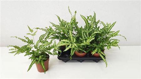 Горшечные цветы и растения оптом Pteris Albolineata от 6шт из Голландии с доставкой по России