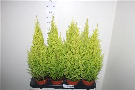 Горшечные цветы и растения оптом Cupr Ma Goldc Wilma от 8шт из Голландии с доставкой по России