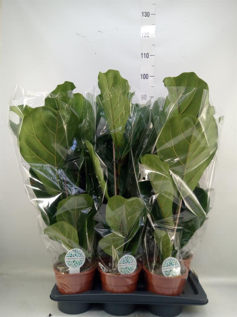 Горшечные цветы и растения оптом Ficus Lyrata от 6шт из Голландии с доставкой по России