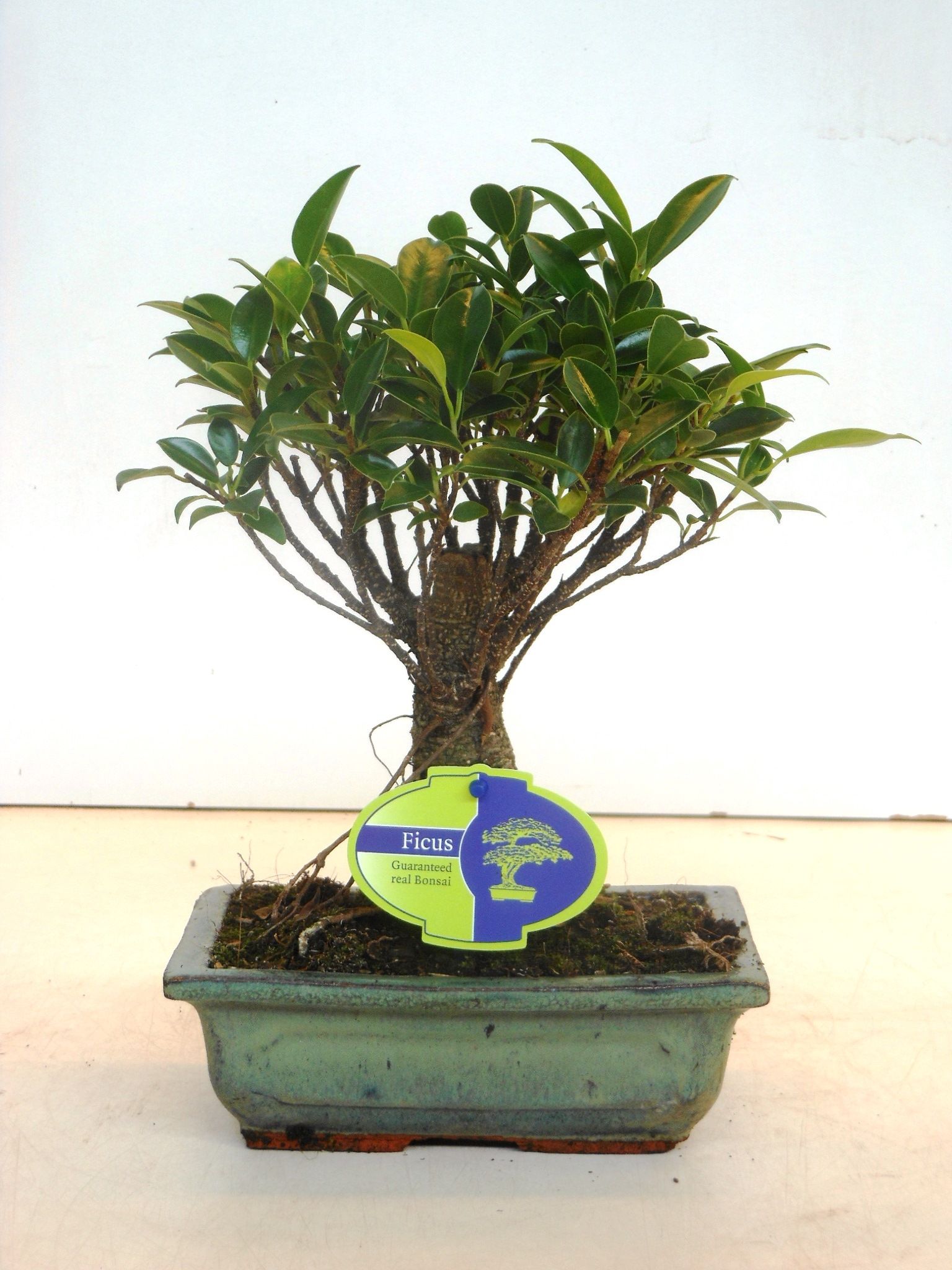 Горшечные цветы и растения оптом Bonsai Ficus Retusa, 20cm., Broom, Without Drip Tr от 6шт из Голландии с доставкой по России
