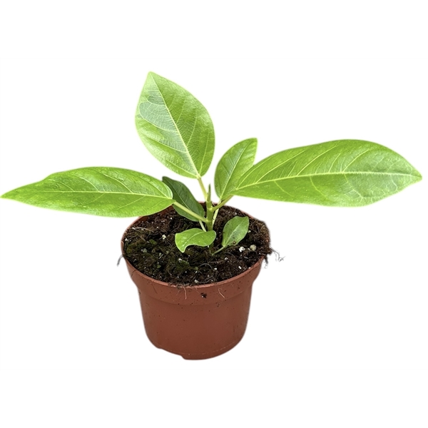 Горшечные цветы и растения оптом Ficus Benghalensis Variegated от 1шт (для телеги) из Голландии с доставкой по России