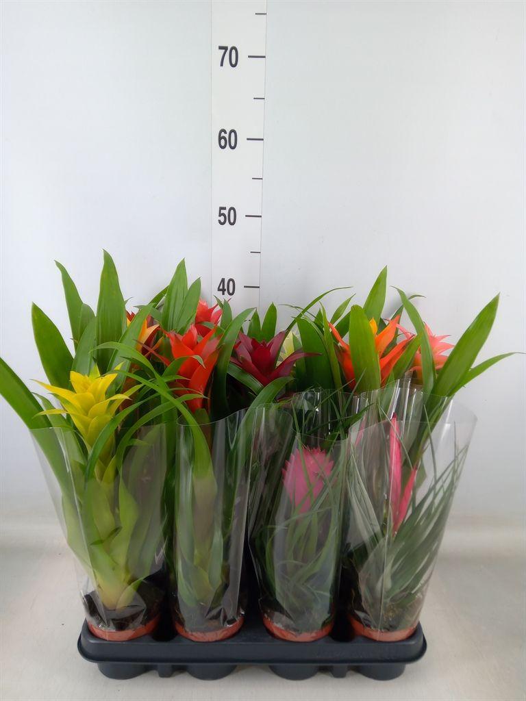 Горшечные цветы и растения оптом Bromelia   ...mix от 12шт (для телеги) из Голландии с доставкой по России
