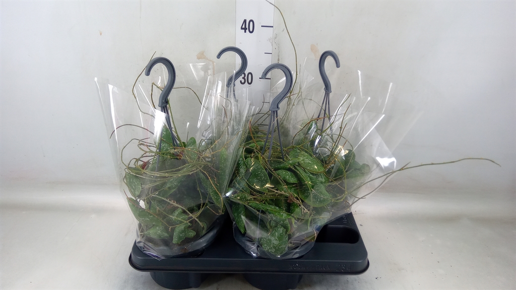 Горшечные цветы и растения оптом Hoya   ... от 4шт из Голландии с доставкой по России