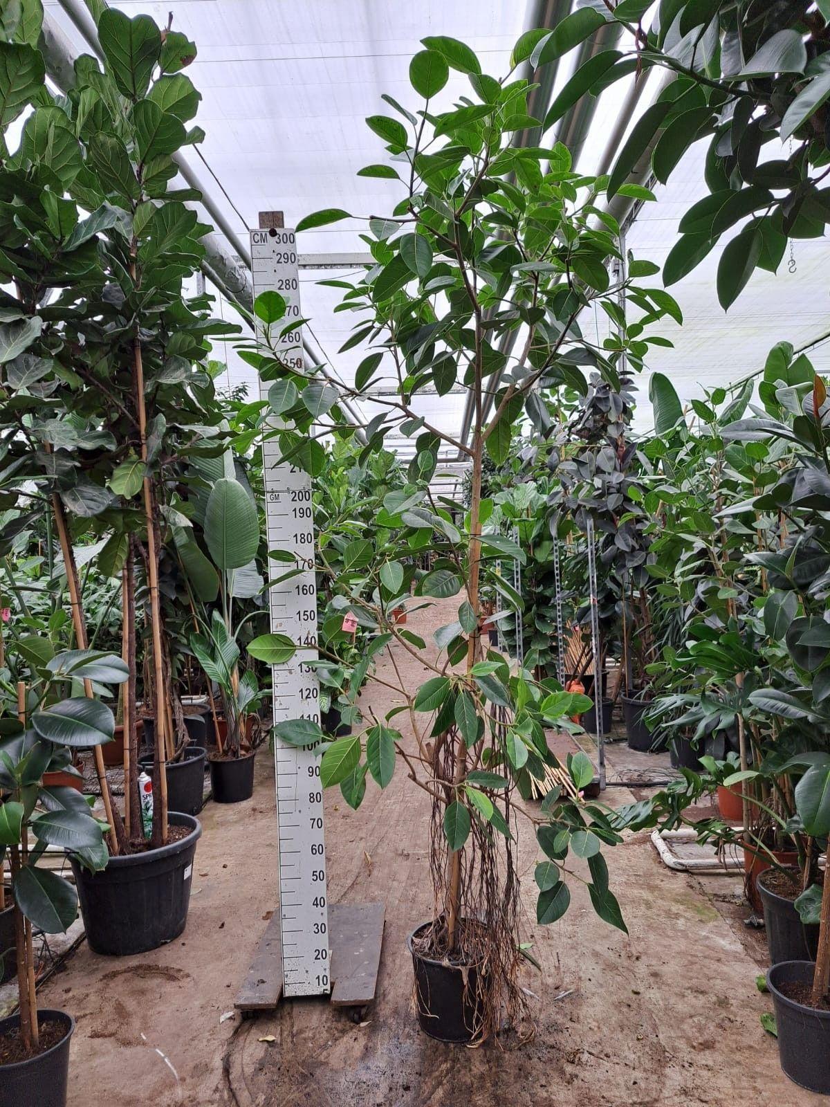 Горшечные цветы и растения оптом Ficus Altissima On Stem от 1шт из Голландии с доставкой по России