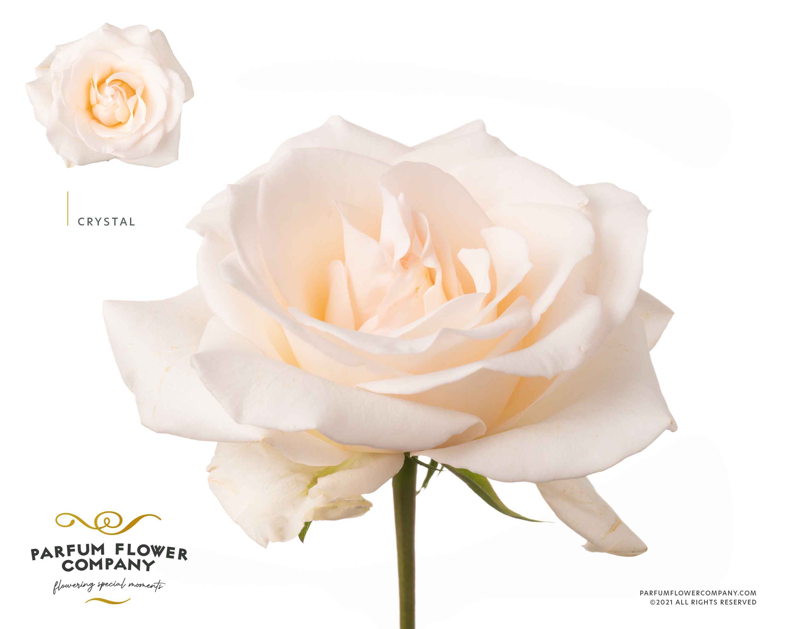 Срезанные цветы оптом Rosa la garden crystal от 24шт из Голландии с доставкой по России
