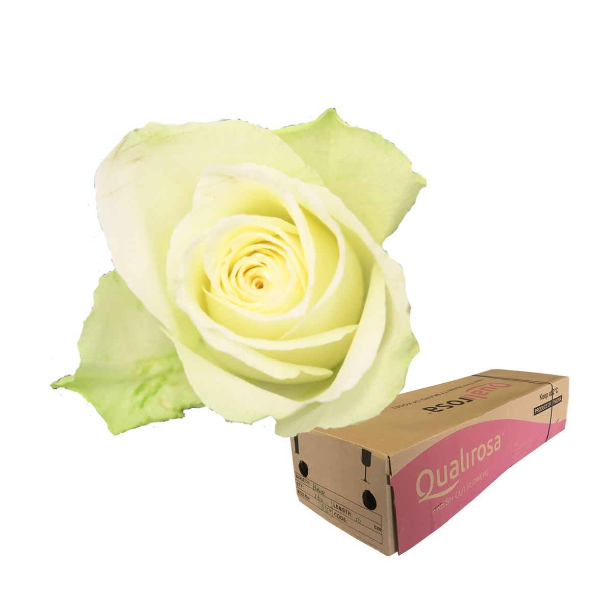 Срезанные цветы оптом Rosa large athena от 540шт из Голландии с доставкой по России
