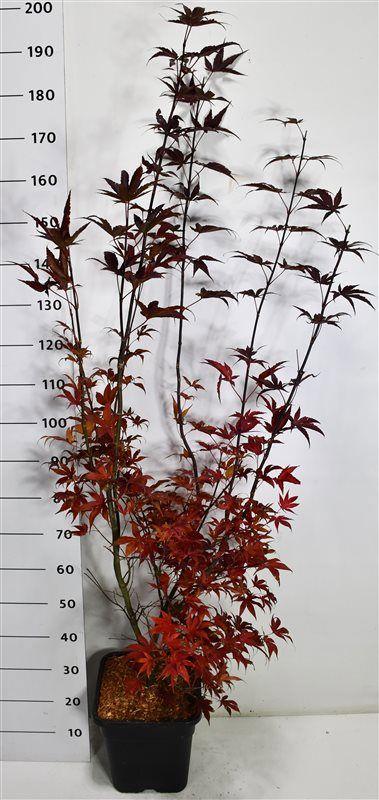 Горшечные цветы и растения оптом Acer Palm Bloodgood от 1шт из Голландии с доставкой по России