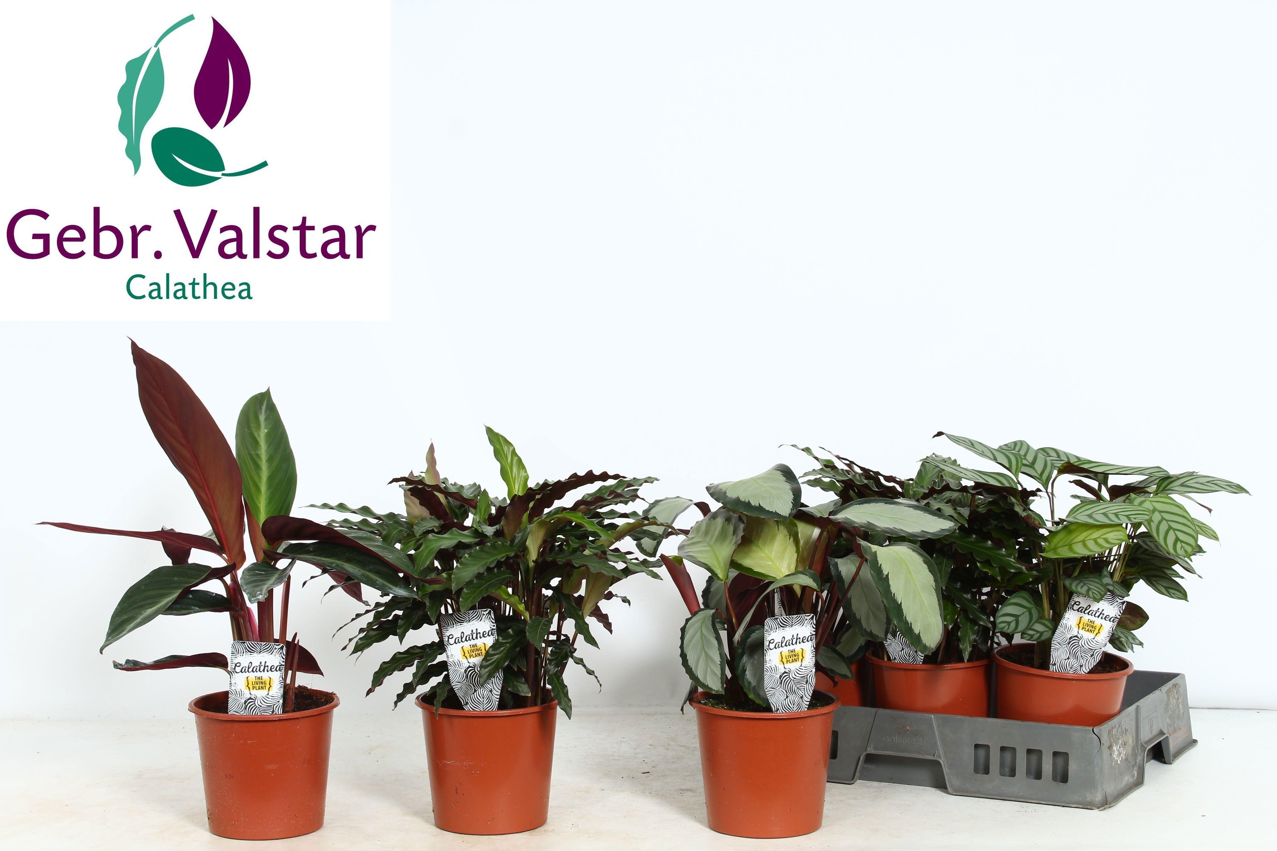 Горшечные цветы и растения оптом Calat Gem 3 Srt от 6шт из Голландии с доставкой по России