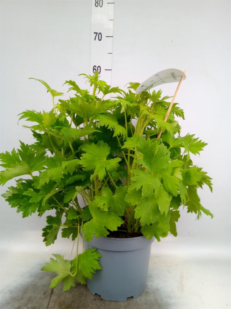 Горшечные цветы и растения оптом Delphinium   ... от 1шт из Голландии с доставкой по России