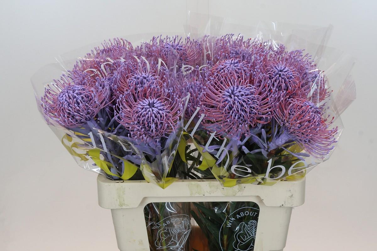 Срезанные цветы оптом Nutans paint milka от 30шт из Голландии с доставкой по России