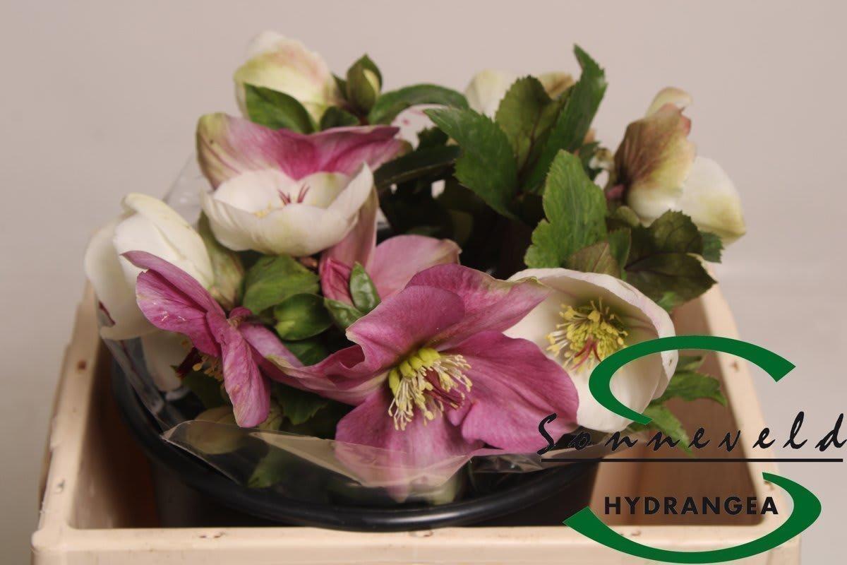 Срезанные цветы оптом Helleborus mix in bucket от 20шт из Голландии с доставкой по России