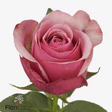 Срезанные цветы оптом Rosa ec pink paloma от 40шт из Голландии с доставкой по России