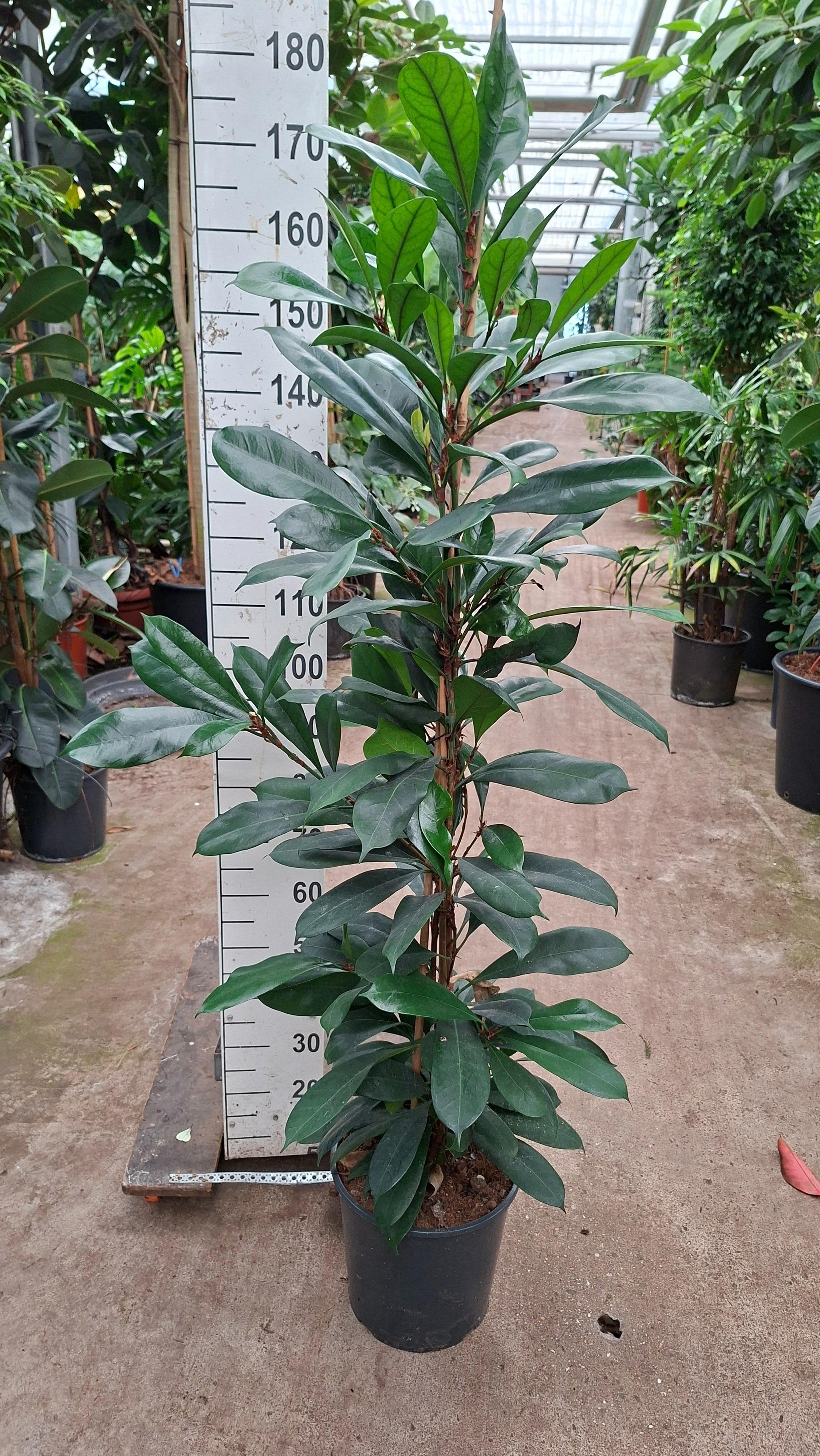 Горшечные цветы и растения оптом Ficus Cyathistipula 3pp от 1шт из Голландии с доставкой по России