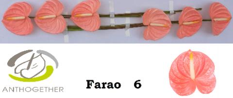 Срезанные цветы оптом Anthurium farao от 6шт из Голландии с доставкой по России