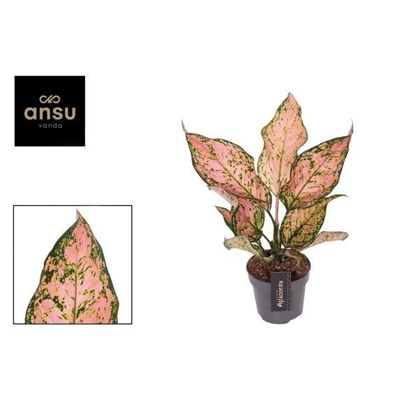 Горшечные цветы и растения оптом Aglaonema Pink Dolphin от 6шт из Голландии с доставкой по России
