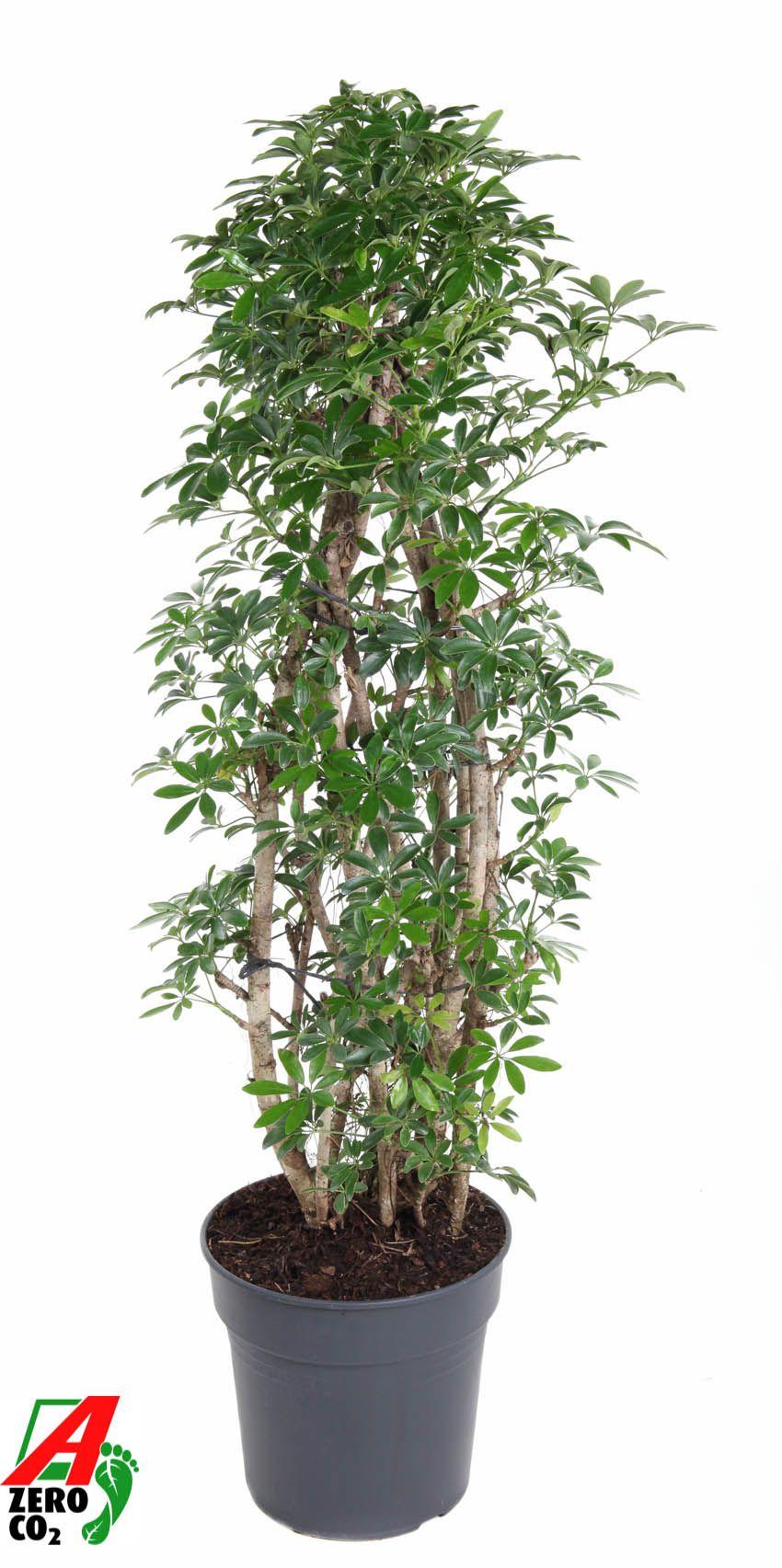 Горшечные цветы и растения оптом Schefflera Luseana от 1шт из Голландии с доставкой по России