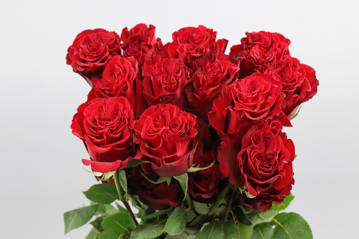 Срезанные цветы оптом Rosa ec hearts от 25шт из Голландии с доставкой по России