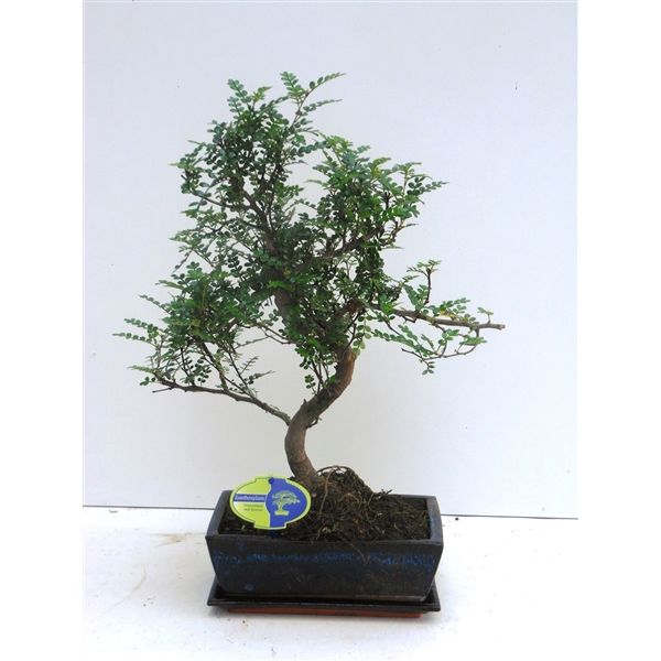 Горшечные цветы и растения оптом Bonsai Zanthoxylum Piperitum, 25cm., Shape, Withou от 4шт из Голландии с доставкой по России