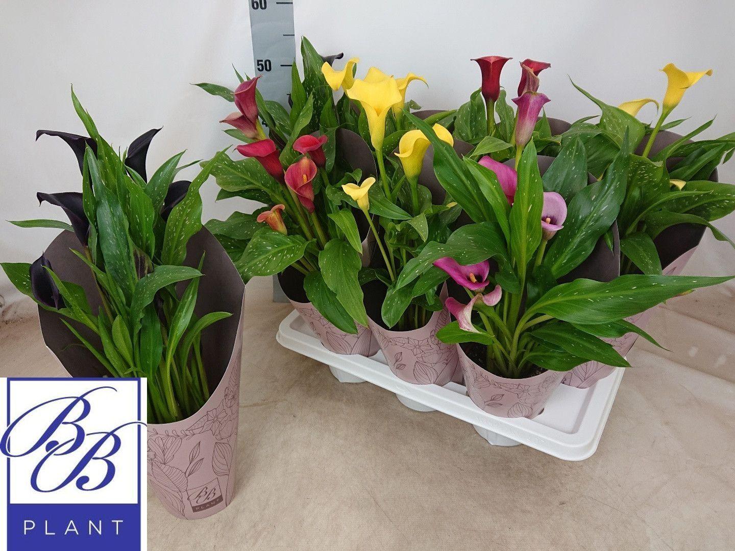 Горшечные цветы и растения оптом Zant Gem от 7шт из Голландии с доставкой по России