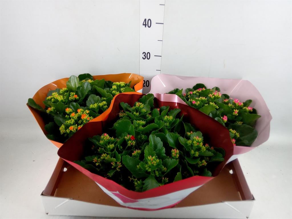 Горшечные цветы и растения оптом Kalanchoe Blos.   ..mix 5 от 3шт из Голландии с доставкой по России