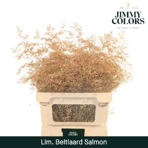 Срезанные цветы оптом Limonium paint salmon от 25шт из Голландии с доставкой по России