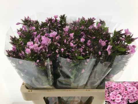 Срезанные цветы оптом Phlox sweet lexy от 50шт из Голландии с доставкой по России