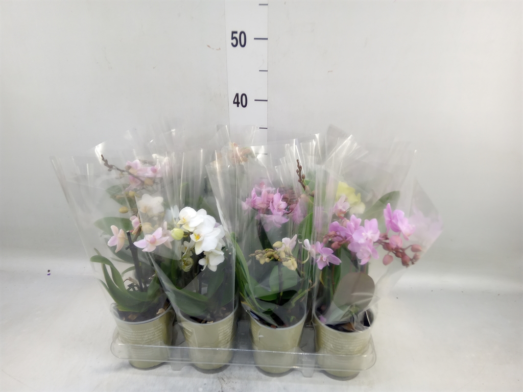 Горшечные цветы и растения оптом Phalaenopsis   ...mix от 12шт (для телеги) из Голландии с доставкой по России