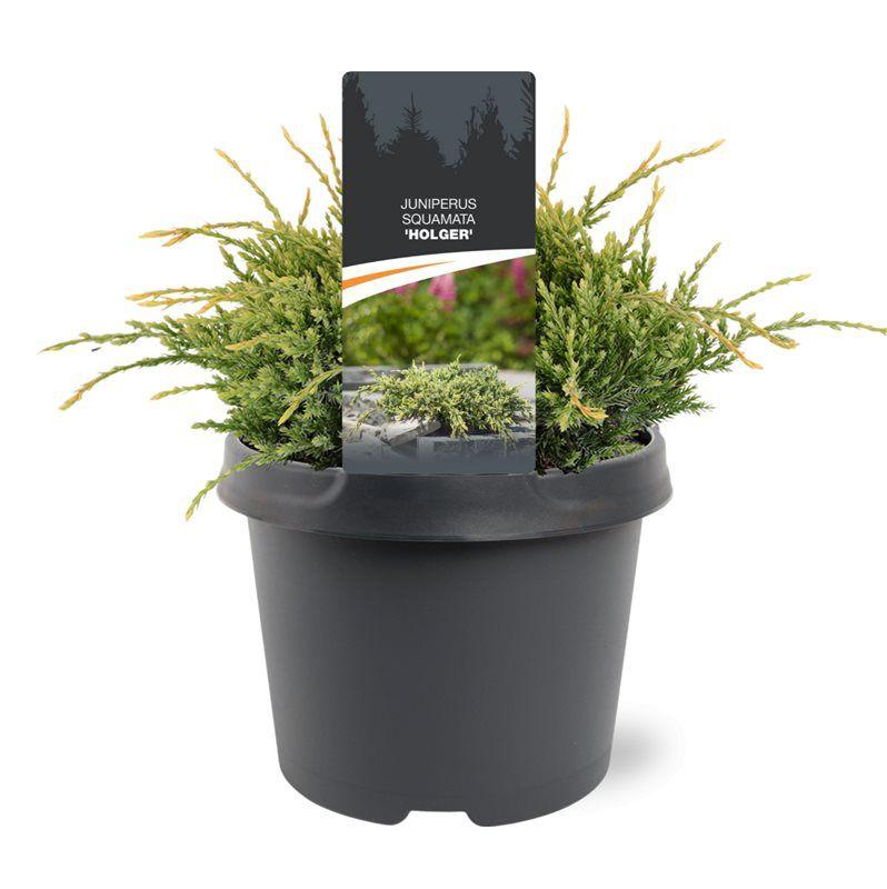 Горшечные цветы и растения оптом Juniperus Squa Holger от 1шт из Голландии с доставкой по России