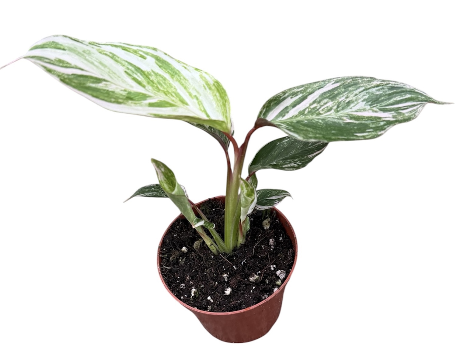 Горшечные цветы и растения оптом Calathea Glaza от 1шт (для телеги) из Голландии с доставкой по России