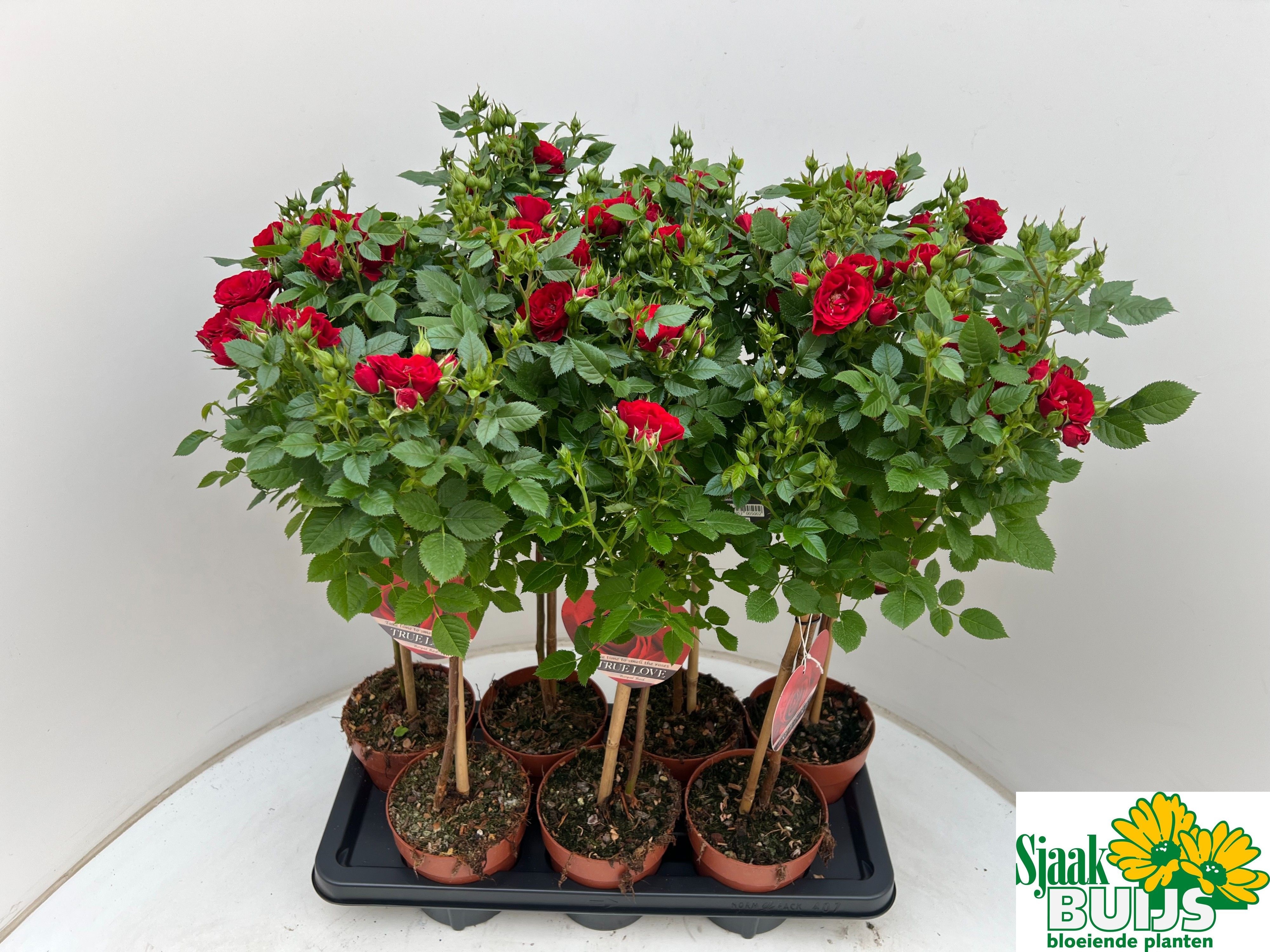 Горшечные цветы и растения оптом Ro Ov от 7шт из Голландии с доставкой по России