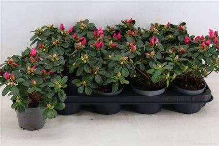 Горшечные цветы и растения оптом Azalea Pink от 8шт из Голландии с доставкой по России