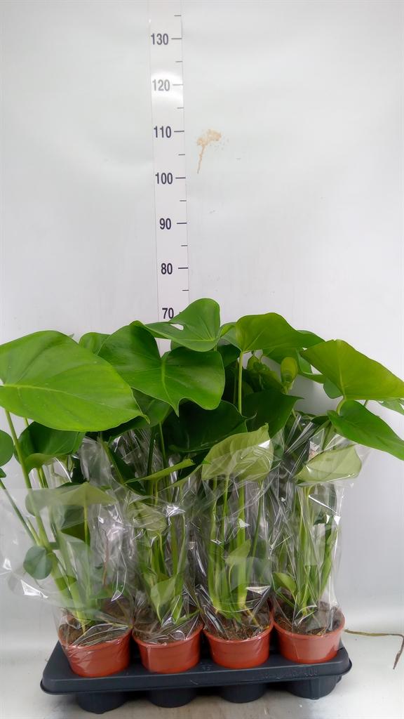 Горшечные цветы и растения оптом Monstera Deliciosa от 8шт из Голландии с доставкой по России