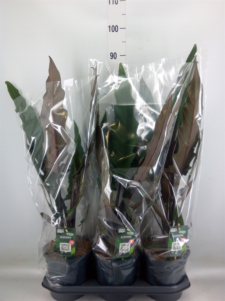 Горшечные цветы и растения оптом Alocasia Lauterbachiana от 3шт (для телеги) из Голландии с доставкой по России