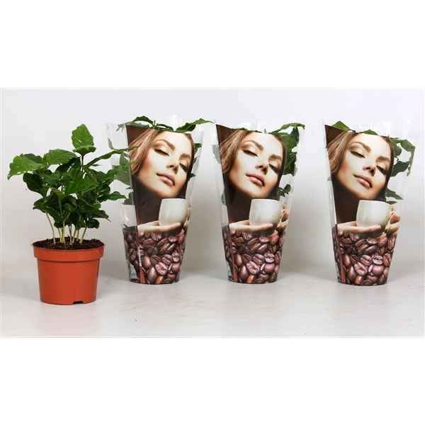 Горшечные цветы и растения оптом Coffea Arabica In Deco Sleeve от 10шт из Голландии с доставкой по России