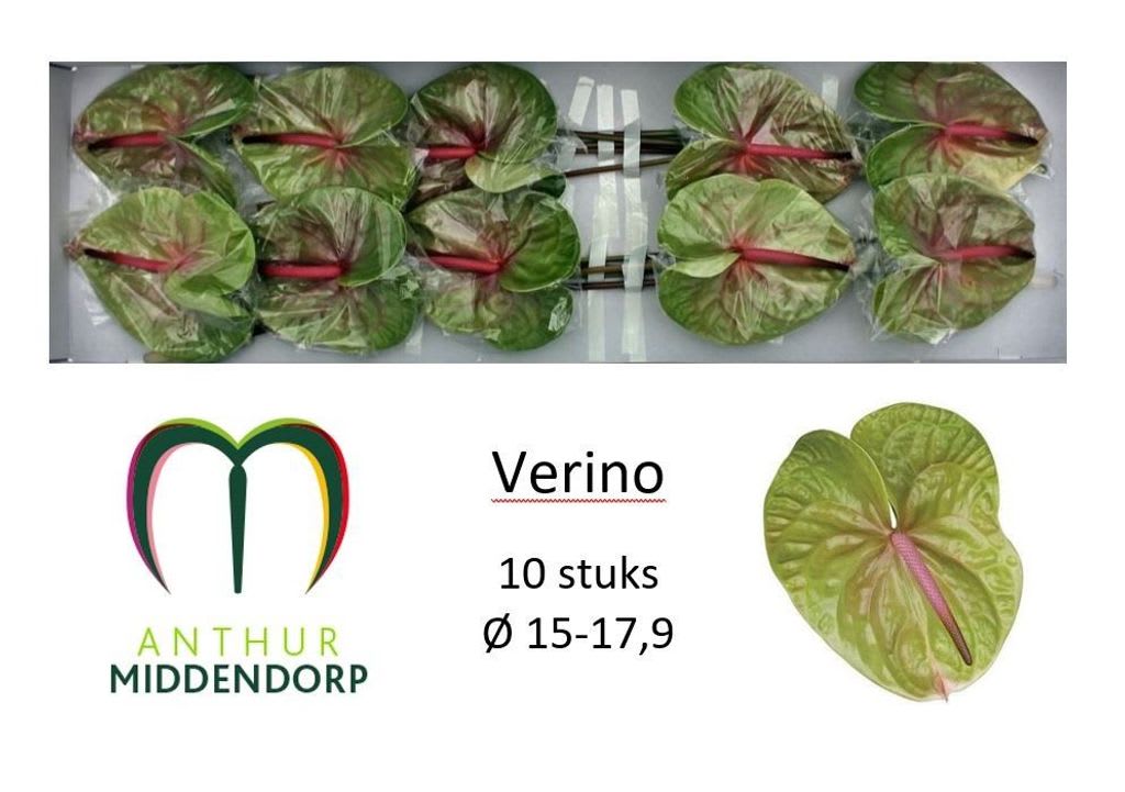 Срезанные цветы оптом Anthurium verino от 10шт из Голландии с доставкой по России