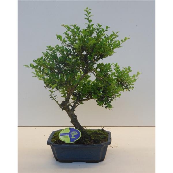 Горшечные цветы и растения оптом Bonsai Ilex Crenata, Without Drip от 3шт из Голландии с доставкой по России