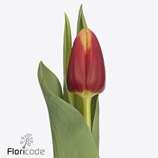 Срезанные цветы оптом Tulipa si spirit от 100шт из Голландии с доставкой по России