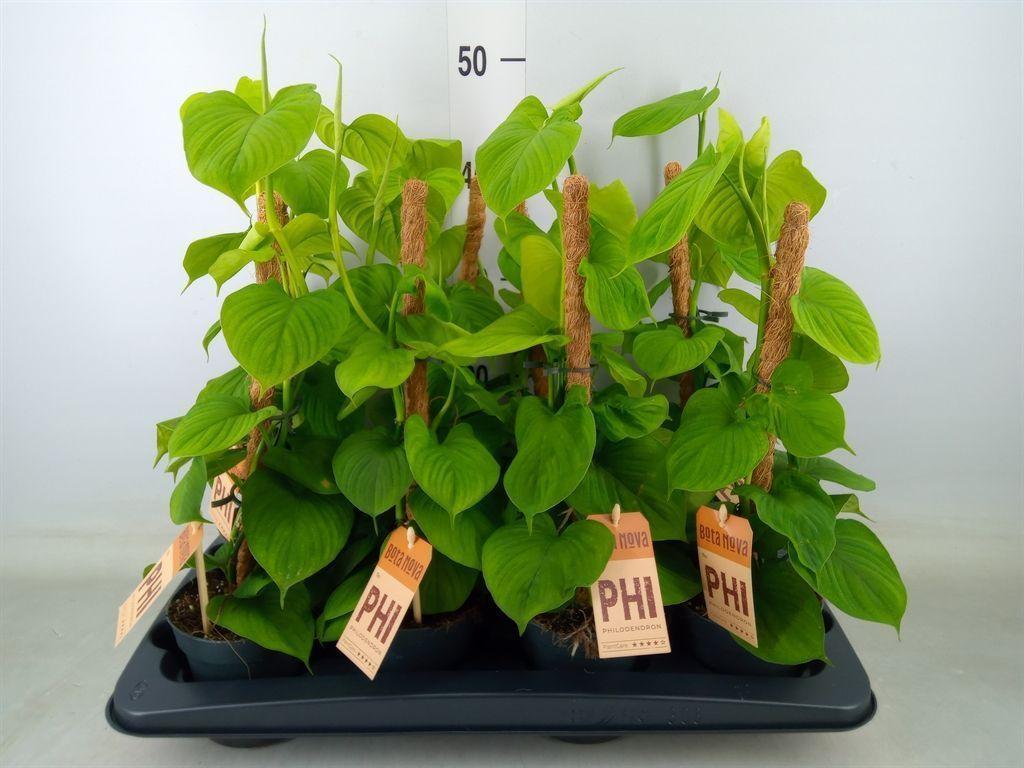Горшечные цветы и растения оптом Philodendron   ... от 8шт из Голландии с доставкой по России